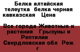 Белка алтайская телеутка, белка черная кавказская › Цена ­ 5 000 - Все города Животные и растения » Грызуны и Рептилии   . Свердловская обл.,Реж г.